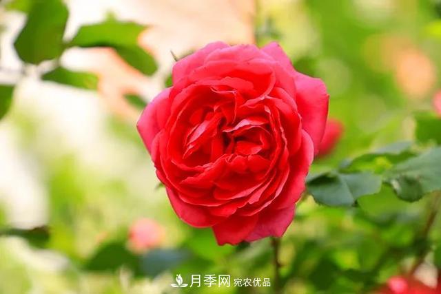 河北衡水二中月季花開(kāi)，大美校園綠化(圖7)