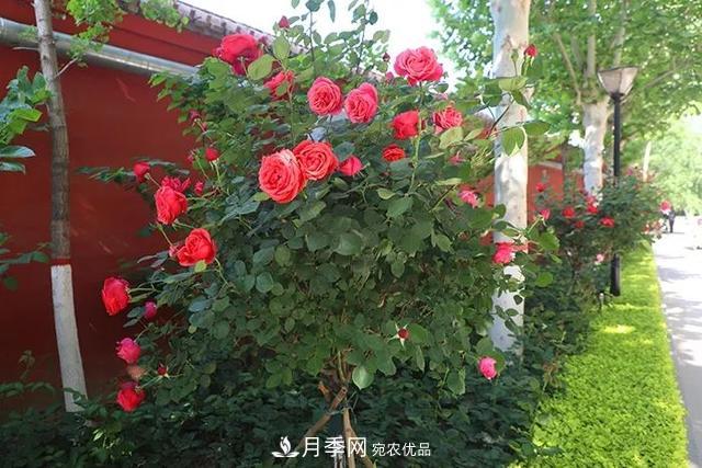 河北衡水二中月季花開(kāi)，大美校園綠化(圖9)
