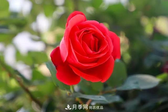河北衡水二中月季花開(kāi)，大美校園綠化(圖8)