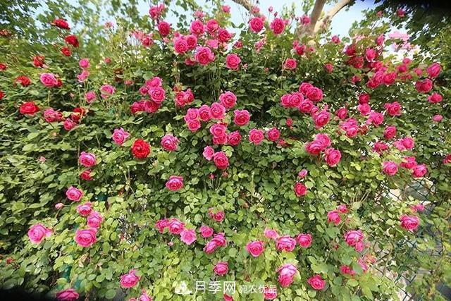 河北衡水二中月季花開(kāi)，大美校園綠化(圖6)