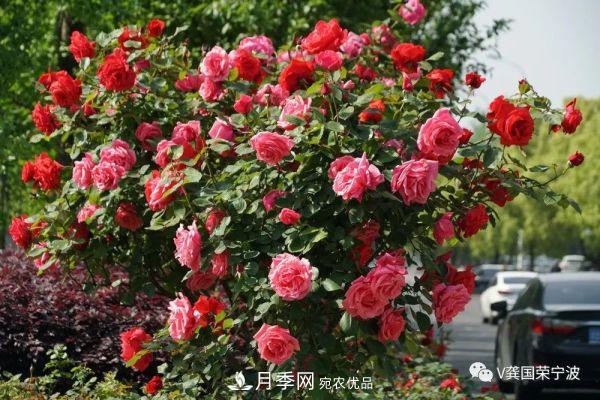 浙江寧波綠化“月季樹”千花盛放、爭奇斗艷甬城(圖1)