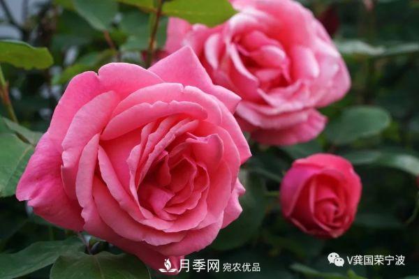 浙江寧波綠化“月季樹”千花盛放、爭奇斗艷甬城(圖3)