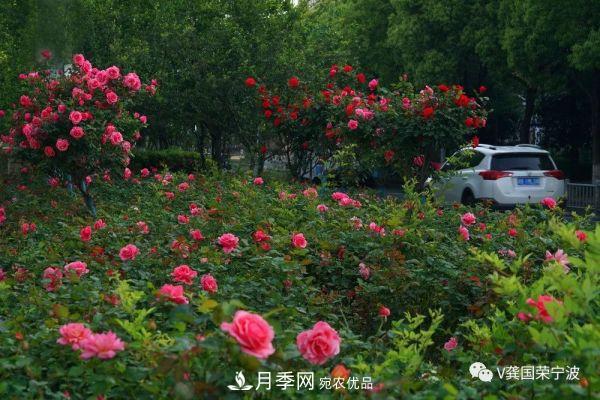 浙江寧波綠化“月季樹”千花盛放、爭奇斗艷甬城(圖5)