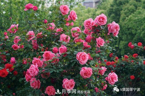 浙江寧波綠化“月季樹”千花盛放、爭奇斗艷甬城(圖2)