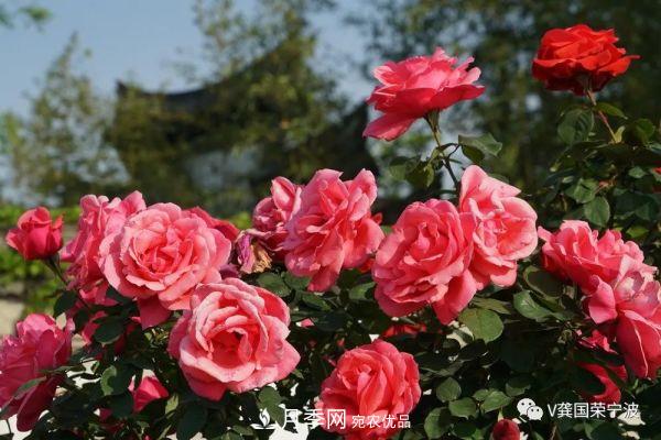 浙江寧波綠化“月季樹”千花盛放、爭奇斗艷甬城(圖4)