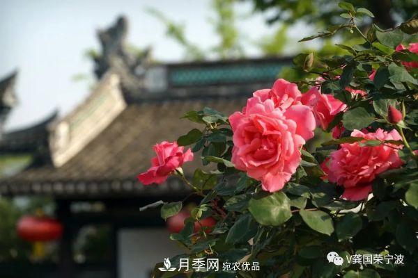 浙江寧波綠化“月季樹”千花盛放、爭奇斗艷甬城(圖6)