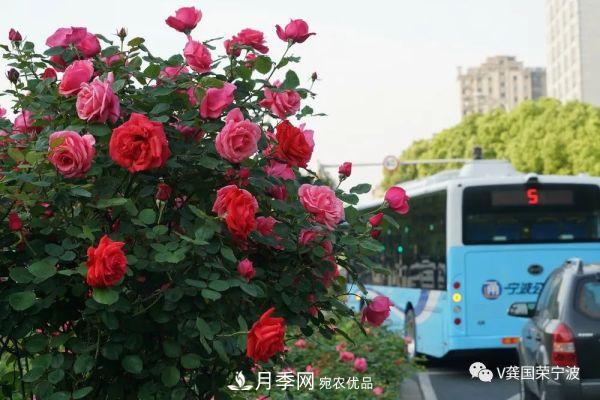 浙江寧波綠化“月季樹”千花盛放、爭奇斗艷甬城(圖8)