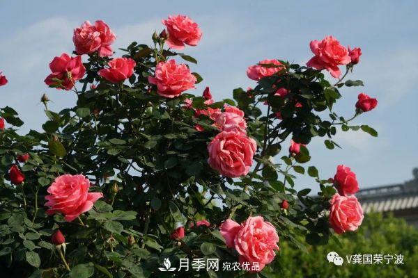 浙江寧波綠化“月季樹”千花盛放、爭奇斗艷甬城(圖11)
