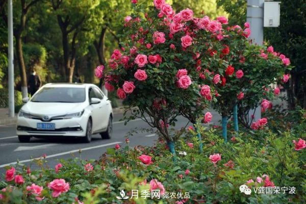 浙江寧波綠化“月季樹”千花盛放、爭奇斗艷甬城(圖10)