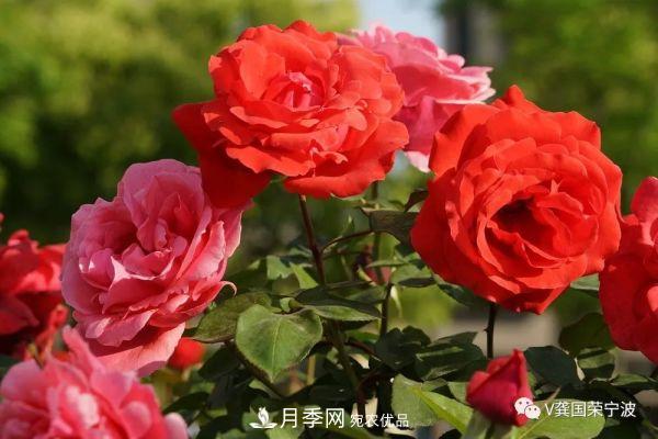 浙江寧波綠化“月季樹”千花盛放、爭奇斗艷甬城(圖9)