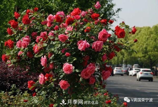 浙江寧波綠化“月季樹”千花盛放、爭奇斗艷甬城(圖12)