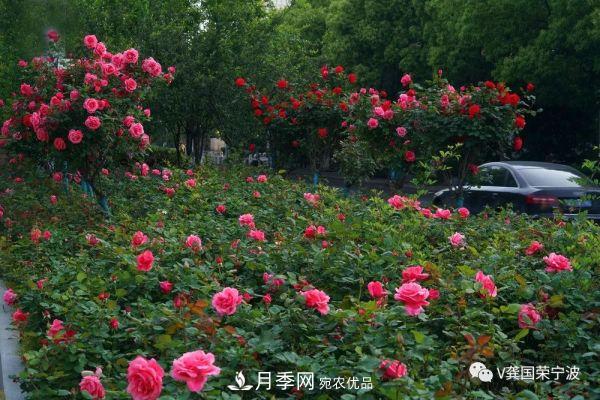 浙江寧波綠化“月季樹”千花盛放、爭奇斗艷甬城(圖15)