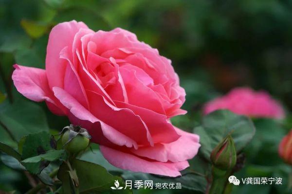 浙江寧波綠化“月季樹”千花盛放、爭奇斗艷甬城(圖14)