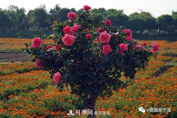 浙江寧波綠化“月季樹”千花盛放、爭奇斗艷甬城(圖18)