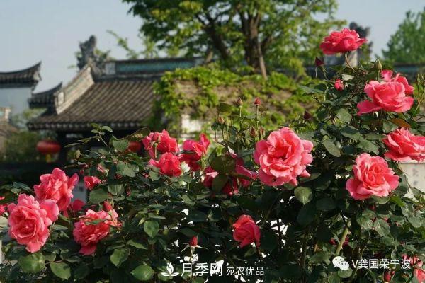 浙江寧波綠化“月季樹”千花盛放、爭奇斗艷甬城(圖19)