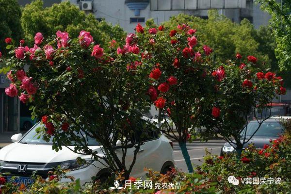 浙江寧波綠化“月季樹”千花盛放、爭奇斗艷甬城(圖23)