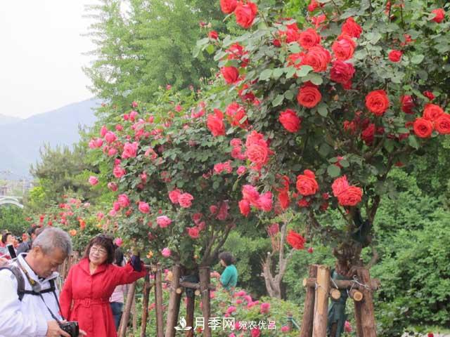 北京植物園樹狀月季花盛開，觀賞效果超級(jí)贊！(圖4)