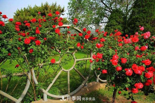 誰為城市園林綠化增添色彩，美麗的月季樹(圖1)