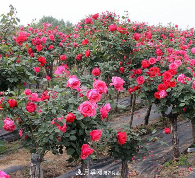 古樁月季樹(shù)的栽培設(shè)施要求(圖1)
