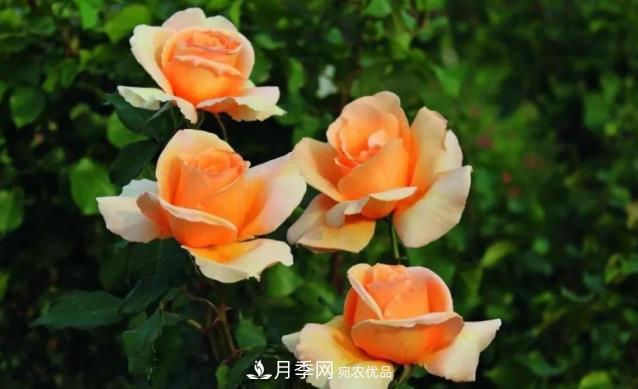 別養(yǎng)普通月季花了，看這3種變色月季，好看又好養(yǎng)活(圖1)
