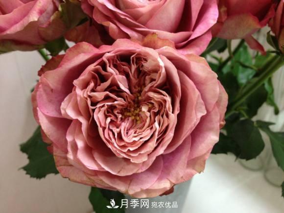 別養(yǎng)普通月季花了，看這3種變色月季，好看又好養(yǎng)活(圖2)