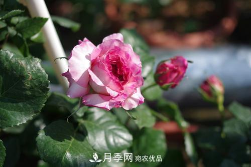 別養(yǎng)普通月季花了，看這3種變色月季，好看又好養(yǎng)活(圖3)