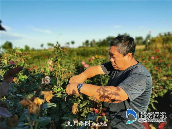 月季很美，兵支書(shū)很贊，山東萊州任尚泉走出***美致富路(圖1)