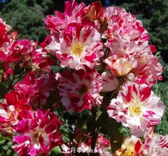 3種“***香月季花”，個個香氣四溢，驚艷四座，年年開花(圖3)