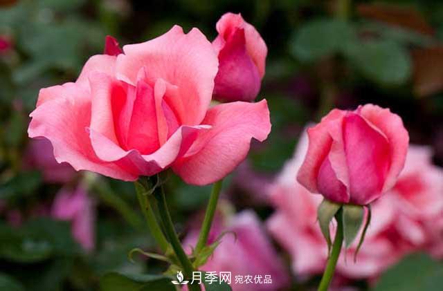 花中皇后月季花，這三大優(yōu)點(diǎn)***受人歡迎(圖1)