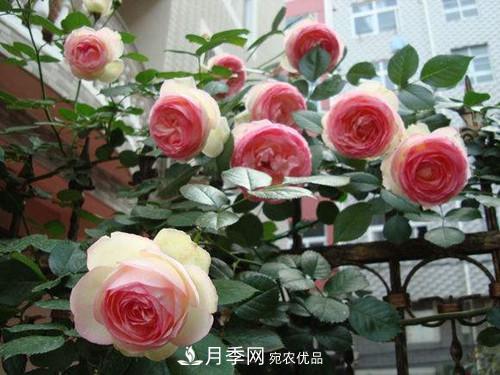 10個品種月季花顏值排行榜，一個比一個驚艷！(圖1)
