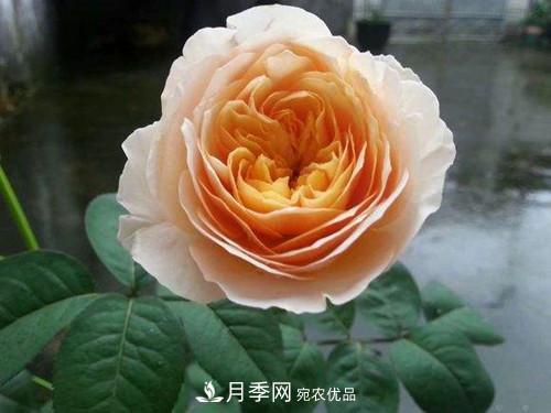 10個品種月季花顏值排行榜，一個比一個驚艷！(圖2)