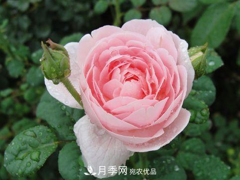 10個品種月季花顏值排行榜，一個比一個驚艷！(圖4)