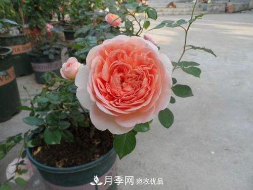 10個品種月季花顏值排行榜，一個比一個驚艷！(圖3)