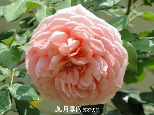 10個品種月季花顏值排行榜，一個比一個驚艷！(圖10)