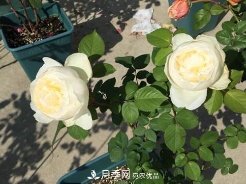 10個品種月季花顏值排行榜，一個比一個驚艷！(圖6)