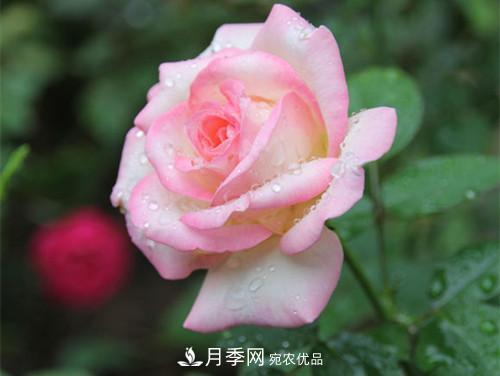 10個品種月季花顏值排行榜，一個比一個驚艷！(圖7)