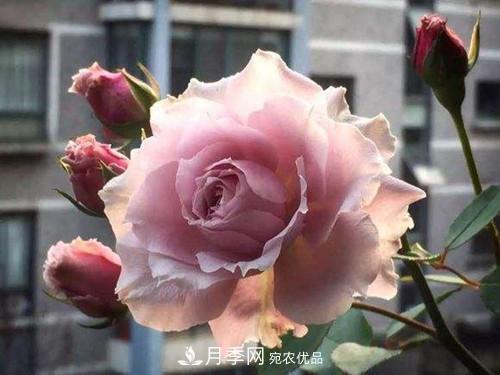 10個品種月季花顏值排行榜，一個比一個驚艷！(圖9)