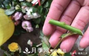 月季扦插專業(yè)知識(shí)，讓你少走彎路（圖文版）(圖8)