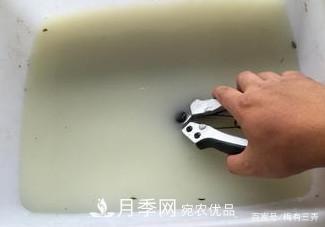 月季扦插專業(yè)知識(shí)，讓你少走彎路（圖文版）(圖3)