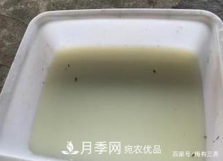月季扦插專業(yè)知識(shí)，讓你少走彎路（圖文版）(圖2)