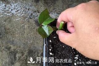 月季扦插專業(yè)知識(shí)，讓你少走彎路（圖文版）(圖10)