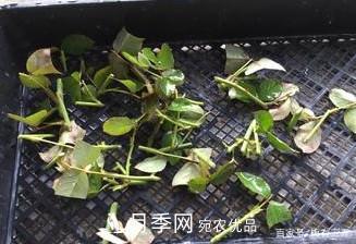 月季扦插專業(yè)知識(shí)，讓你少走彎路（圖文版）(圖13)
