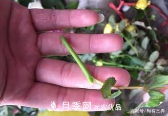 月季扦插專業(yè)知識(shí)，讓你少走彎路（圖文版）(圖12)