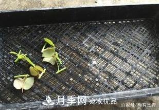 月季扦插專業(yè)知識(shí)，讓你少走彎路（圖文版）(圖9)
