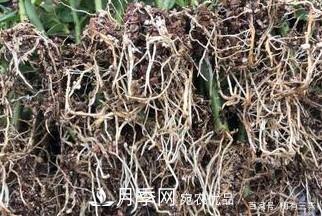 月季扦插專業(yè)知識(shí)，讓你少走彎路（圖文版）(圖15)