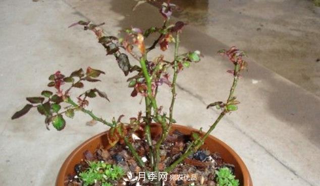 月季花什么時候修剪？選對“時間”，才能花開爆，一直開花(圖4)