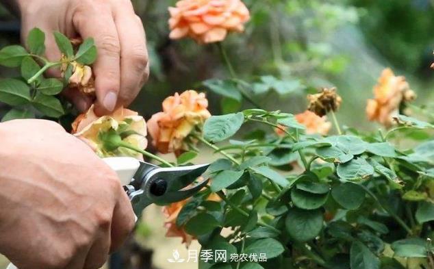 月季花什么時候修剪？選對“時間”，才能花開爆，一直開花(圖1)