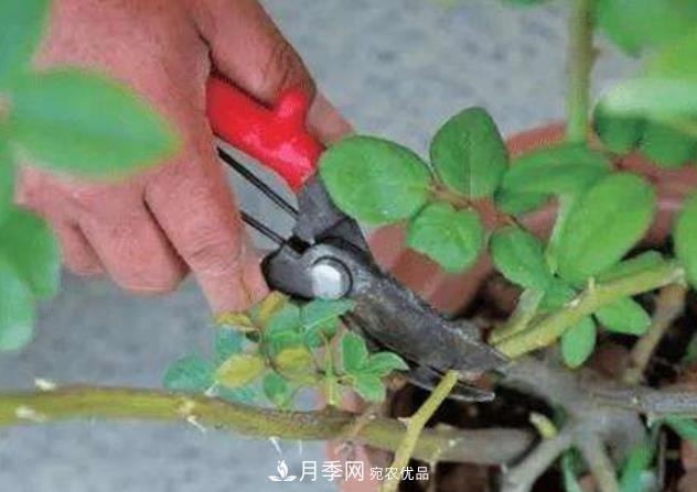 月季花什么時候修剪？選對“時間”，才能花開爆，一直開花(圖2)