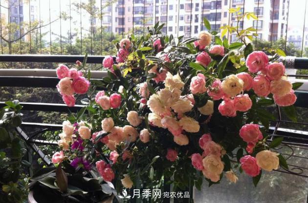 月季花什么時候修剪？選對“時間”，才能花開爆，一直開花(圖3)