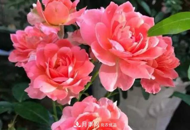 月季花什么時候修剪？選對“時間”，才能花開爆，一直開花(圖5)